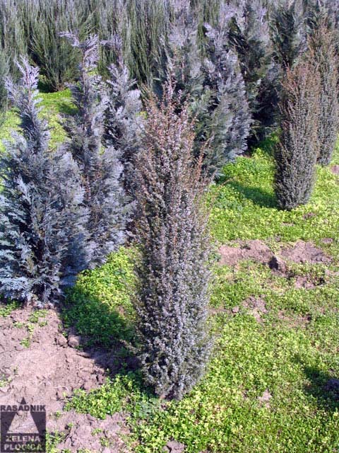 Kleka Juniperus communis 'Arnold'